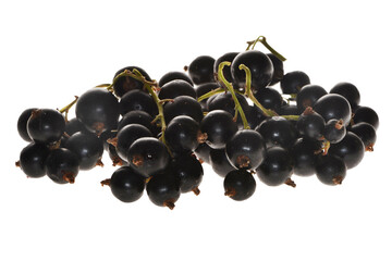  Schwarze Johannisbeere,  Ribes nigrum, reife Früchte