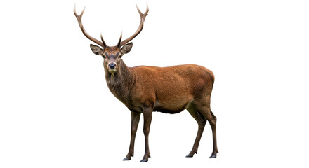 Isolated Red Deer