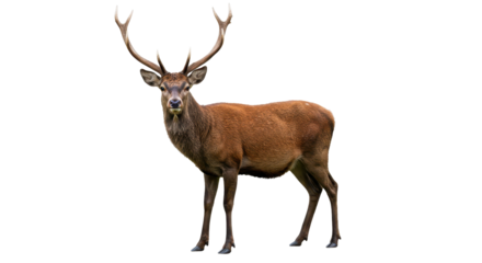 Isolated Red Deer
