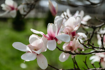 Beautiful blooming pink magnolia tree 
