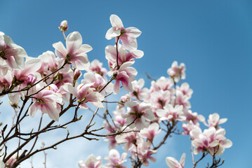 Beautiful blooming pink magnolia tree on a blue sky background