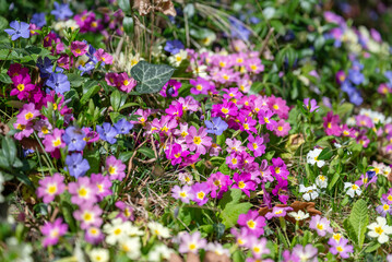 Obraz premium Primroses Flowers Blooming in a Spring Garden