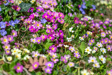 Primroses Flowers Blooming in a Spring Garden