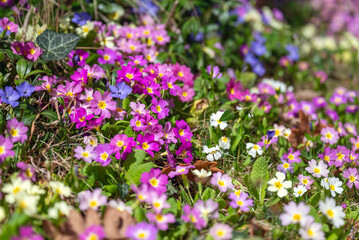 Obraz premium Primroses Flowers Blooming in a Spring Garden