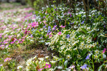 Fototapeta premium Primroses Flowers Blooming in a Spring Garden