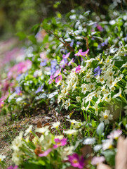 Primroses Flowers Blooming in a Spring Garden