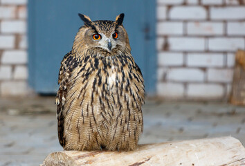 A brown owl is sitting on a log
