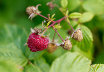 A single red raspberry is sitting on a leaf
