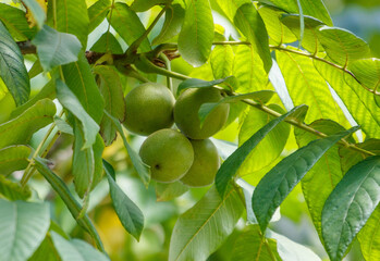 A tree with green leaves and a cluster of green nuts hanging from it