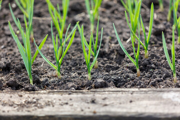 A row of green plants are growing in the dirt