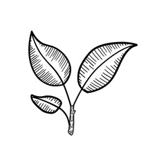 Detailed botanical sprig illustration with bold leaves for eco designs, green branding, organic visuals, or plant-based wellness themes.