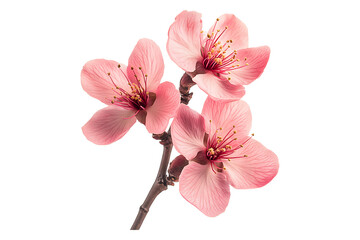 Naklejka premium Branch of a pink flower Isolated on White and Transparent Background PNG Image.
