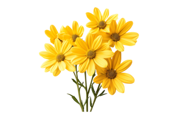 Bunch of yellow flowers Isolated on White and Transparent Background PNG Image.