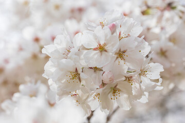Japanese cherry, sakura