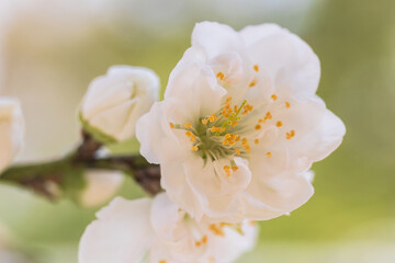 flowering peach