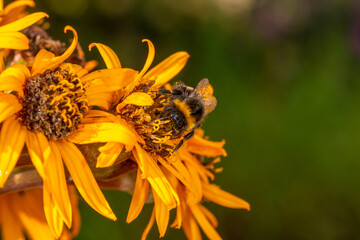 Bumblebee collecting nectar from yellow flower macro photography on a summer day. A bee sucking nectar from a ligularia flower with red petals closeup photo in summertime.