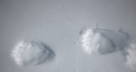 Polar bear walking on arctic snow leaving footprints behind © juraj