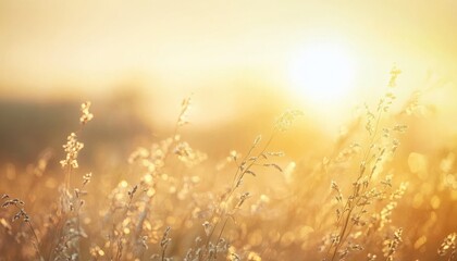 Obraz premium Warm Golden Hour Sunset Over a Field of Grass