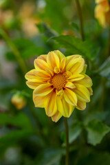 Blossom yellow dahlia flower on a summer sunny day macro photography. Garden dahlia with light yellow petals in the sunlight close-up photography.