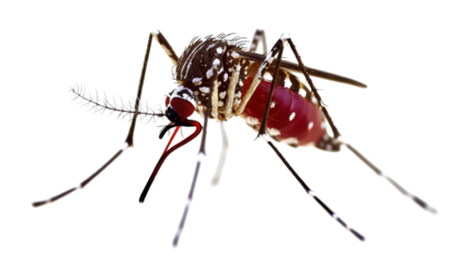 cockroach on white background