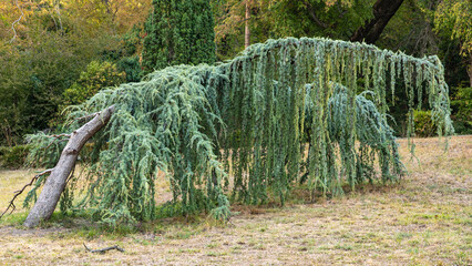 Weeping blue Atlas cedar (Cedrus atlantica Glauca Pendula) with lush cascading branches grows in old Massandra Park, Crimea. Close-up of hanging branches against background of evergreen trees.