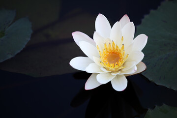 White Water Lily Blooming Gracefully on Dark Pond Surface