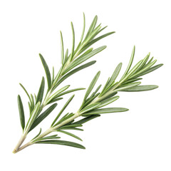 Fototapeta premium Closeup View of Two Rosemary Sprigs Isolated on a transparent background in Studio Lighting