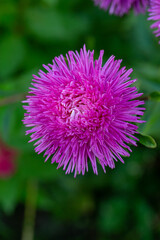 Blooming pink chrysanthemum flower on a green background in summer day macro photo. Red garden flower in summertime close-up photography.	