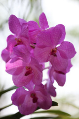 Fototapeta premium Beautiful Pink Orchid Flowers Blooming in Bright Natural Light