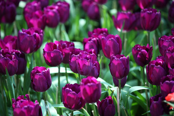 Vibrant Purple Tulip Flowers Blooming in a Lush Green Garden