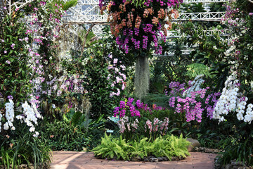 Vibrant Floral Display in Orchid Garden with Lush Greenery and Color