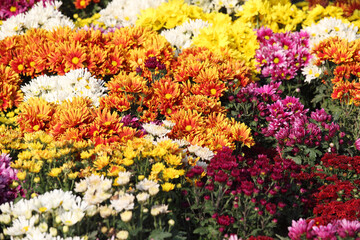 Obraz premium Vibrant Display of Colorful Chrysanthemums in a Garden Setting