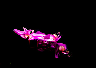 Orchid In Colour