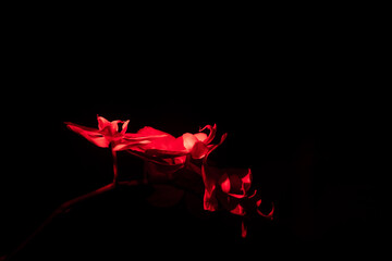 Red-Lit Orchid
