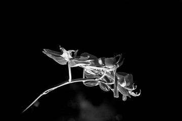 Orchid In Black And White
