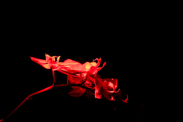 Red-Lit Orchid
