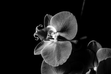Orchid In Black And White
