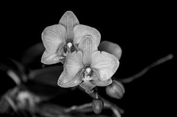 Orchid In Black And White
