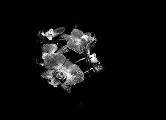 Orchid In Black And White
