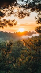 Fototapeta premium Sunrise Over Forest with Pine Tree Branch Silhouettes in Golden Light