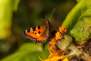 A vibrant Small Tortoiseshell butterfly rests on a withering sunflower, its orange and black wings contrasting with the fading petals. Sunlight highlights the delicate patterns of nature.