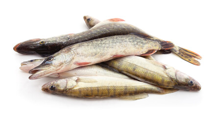 A group of fresh pike and zander.