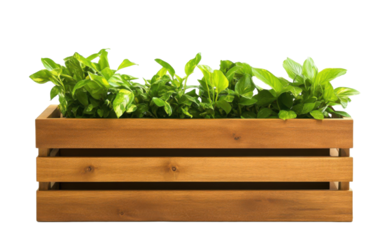 Modern rectangular wooden slat plant on transparent or white background