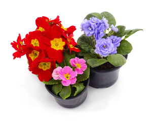 Blooming primroses in pots.
