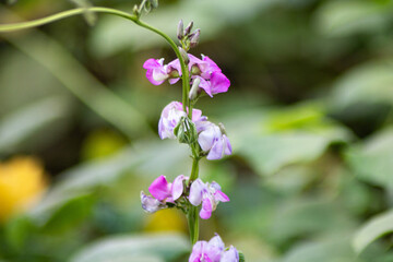 Green Jack Beans flower growing in field, House bean, Sword bean growing, Jack bean Flower