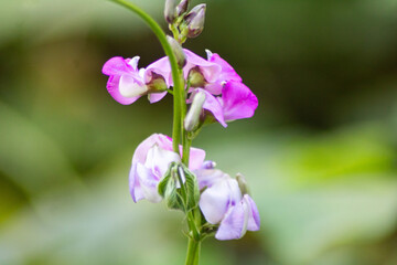 Green Jack Beans flower growing in field, Jack bean, House bean, Sword bean growing