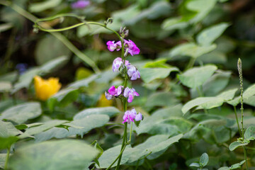 Green Beans growing in field, Jack bean, Sword bean for harvesting