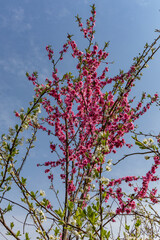 日本周遊　初夏の陽気の東秩父花梅の里あたり