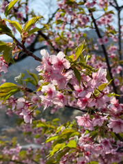日本周遊　初夏の陽気の東秩父花梅の里あたり
