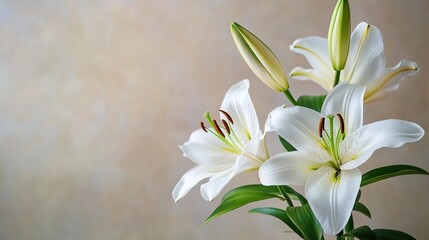 Obraz premium A close-up of white lilies against an off-white background, symbolizing purity and tranquility in a floral composition.